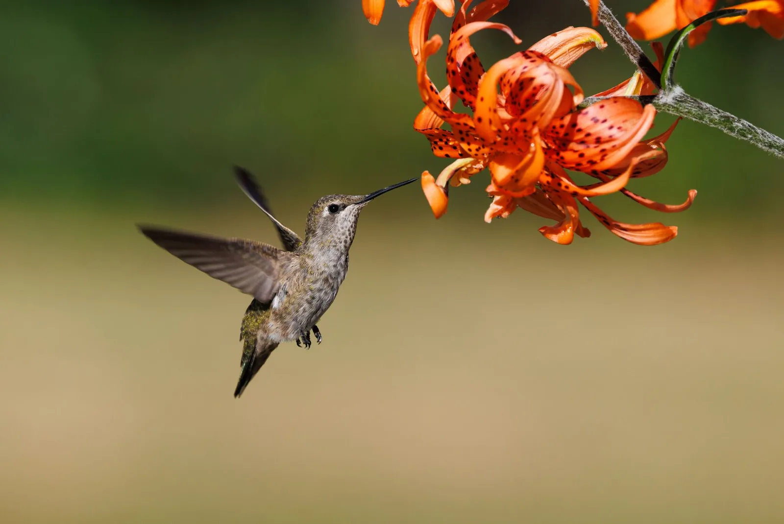 Ein Kolibri schwebt vor einer orangefarbenen Lilie
